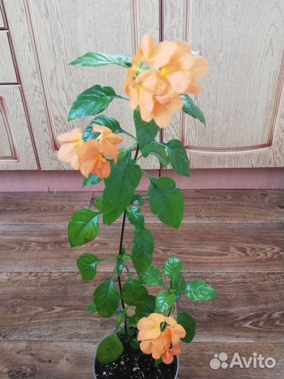 Глоксиния цветущая Кроссандра