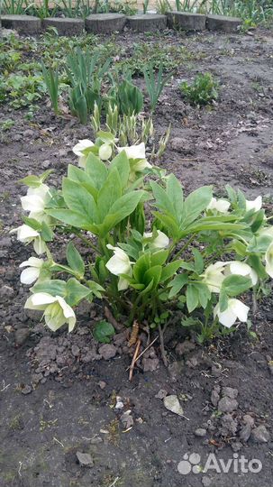 Садовые излишки:хоста,флоксы розовые,лиана