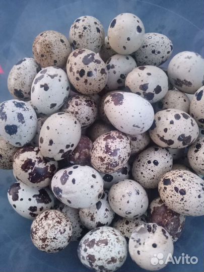 Яйца перепелиные