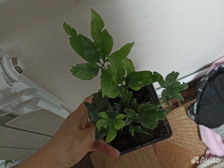 Папоротник птерис