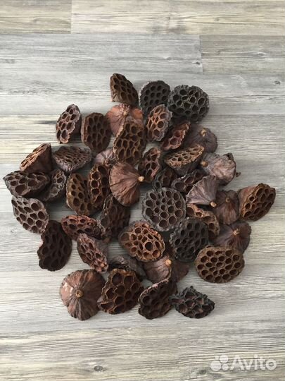 Лотос сухоцвет