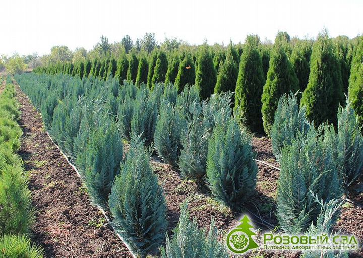 Разнорабочий с проживанием Вахта