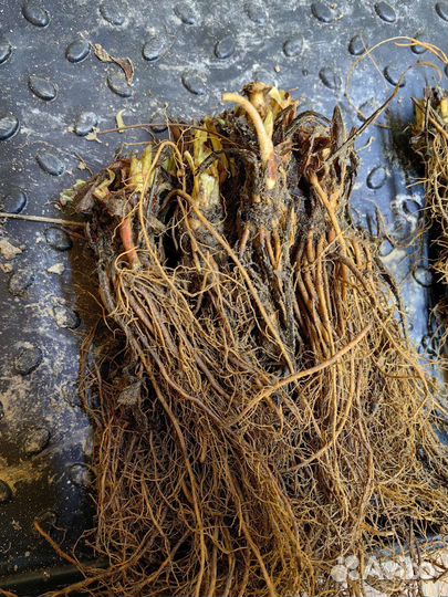 Рассада клубники(виктория) европа рем свежая