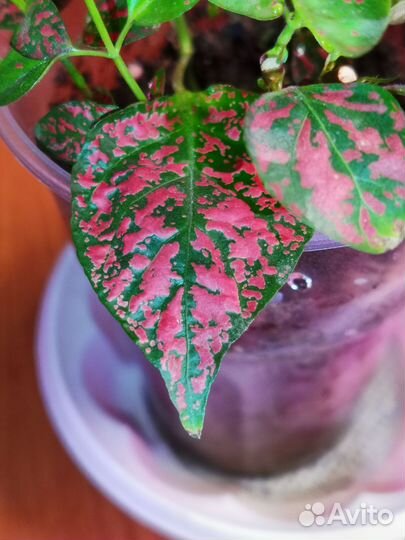 Гипоэстес розовый и красный