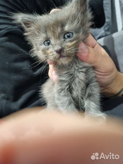 Котёнок мейн-кун помесь