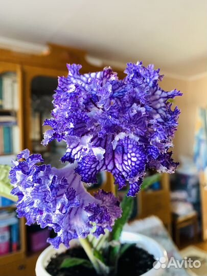 Стрептокарпус