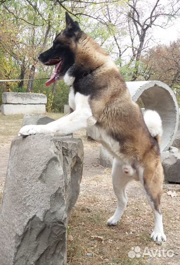 Американская Акита