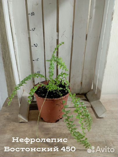 Комнатные цветы растение папоротник Нефролепис Бо