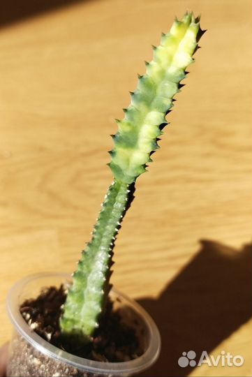 Кактусы и суккуленты