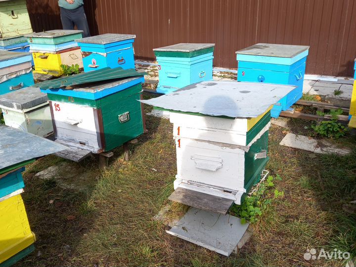 Продам пчелосемьи. Карпатах
