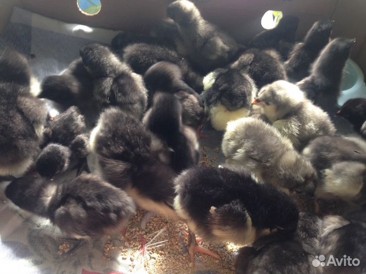 Инкубационное яйцо Маран