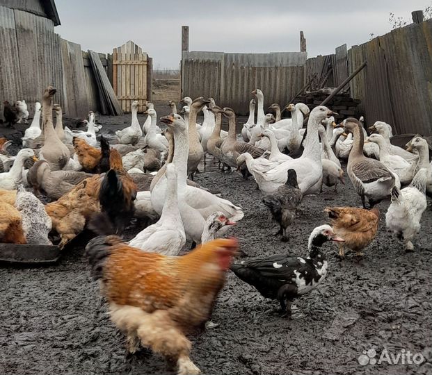 Гусь утки куры