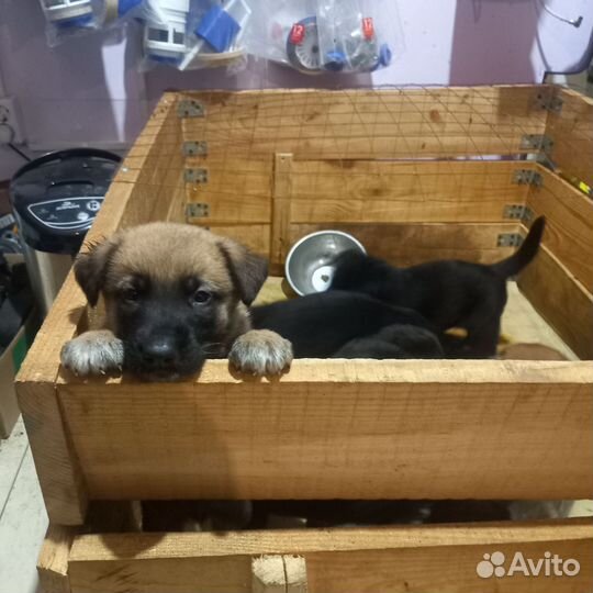 Щенки в добрые руки (мама немецкая овчарка)