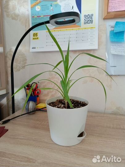 Комнатные цветы панданус