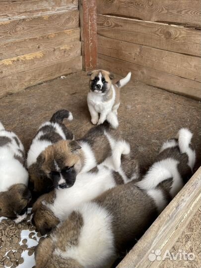 Щенки американской акиты