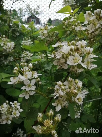 Ежевика саженцы