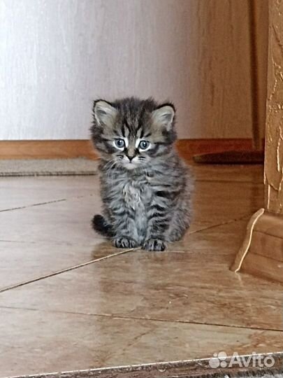 Красивые Бриташки