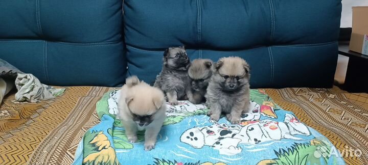 Щенки шпица