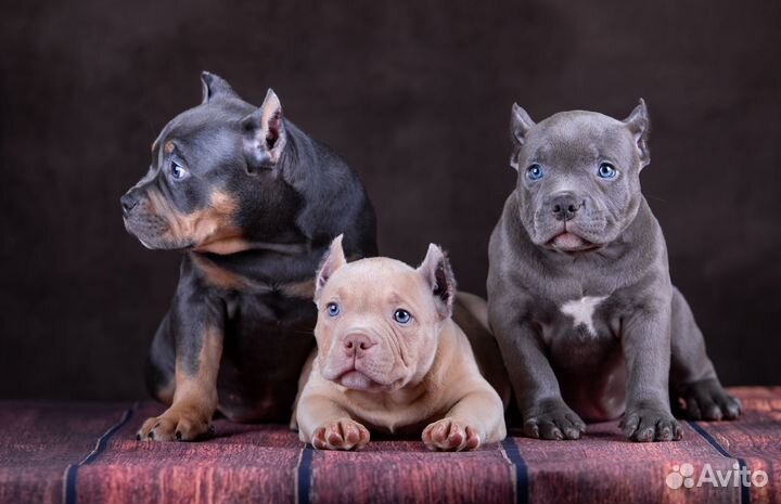 Щенок Американский Булли