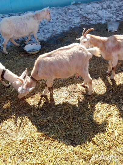 Продам дойных коз