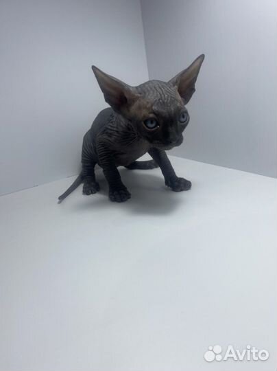 Канадский сфинкс