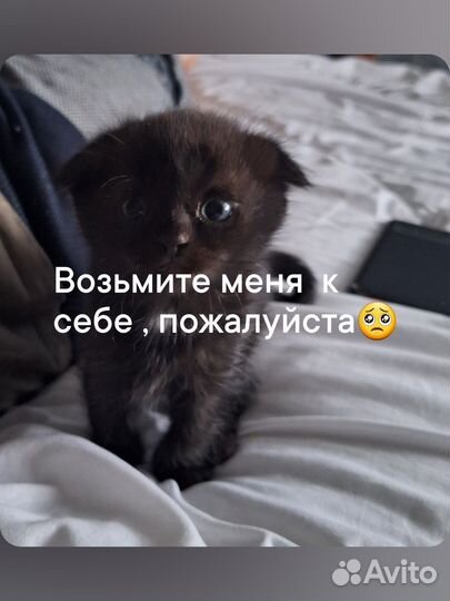 Шотландская кошка