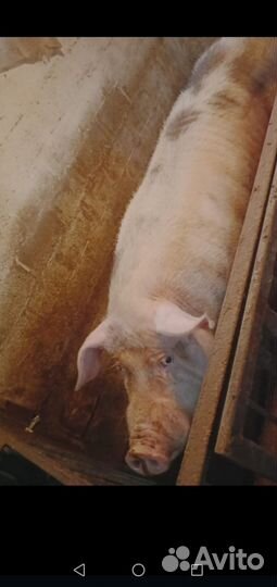 Поросята пьетрен