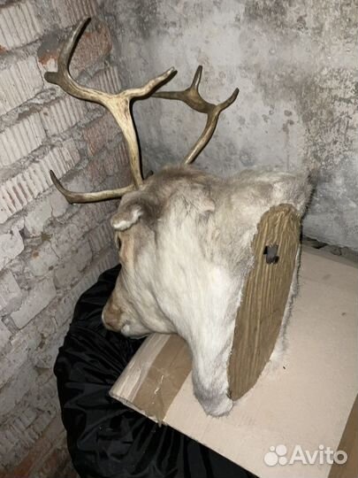 Чучело голова оленя