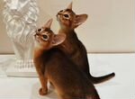 Клубные Абиссинские котята