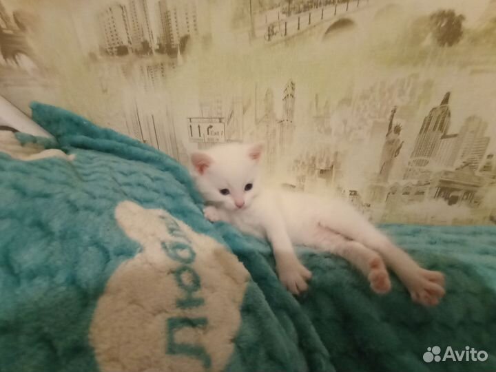 Белый котенок