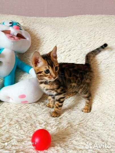 Бенгальская девочка