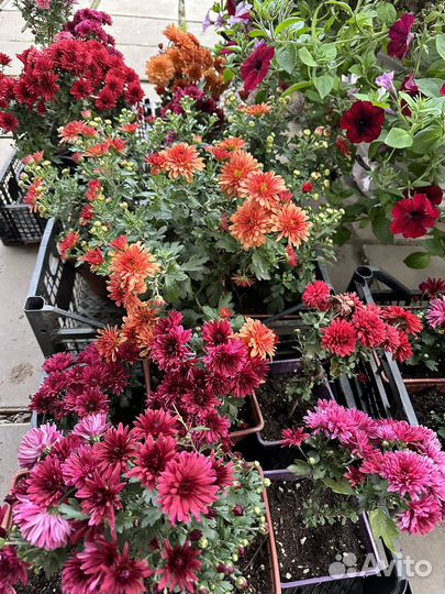 Хризантема мультифлора