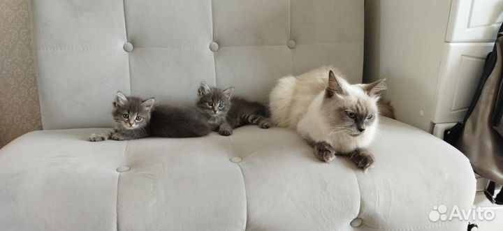Котята отдам в добрые руки бесплатно