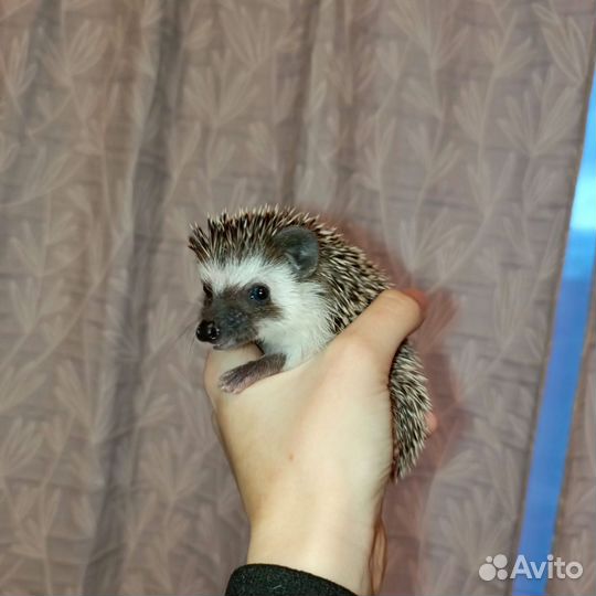 Карликовый африканский ежик