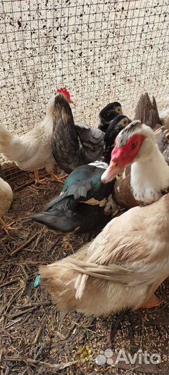 Утки,утята цыплята, гусята