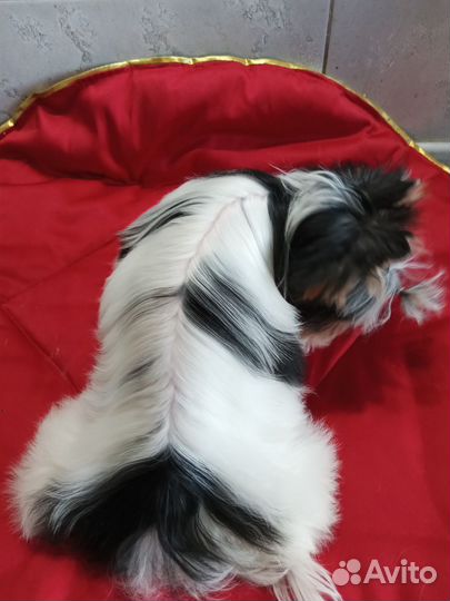 Милая кукла бивер