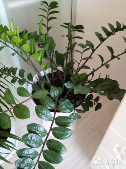 Замиокулькас