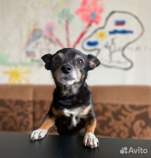 Девочка ищет дом