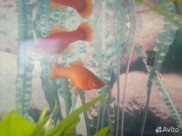 Рыбки меченосцы