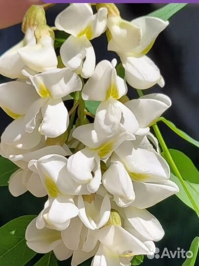 Чистейший мед Белой акации