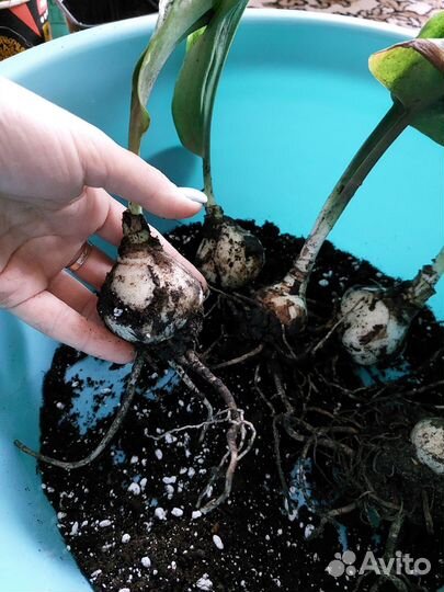 Эухарис амазонская лилия