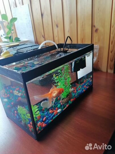 Аквариум