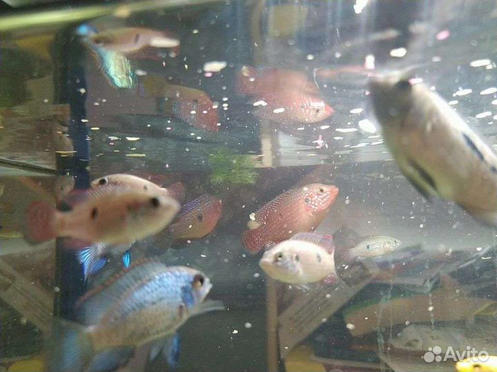 Рыбки хромис красавец