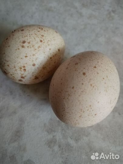 Инкубационное яйцо индоутки