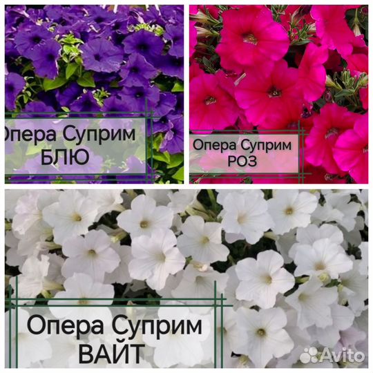 Петуния ампельная