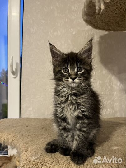 Котята мейн-кун