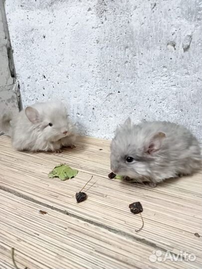 Шиншиллы