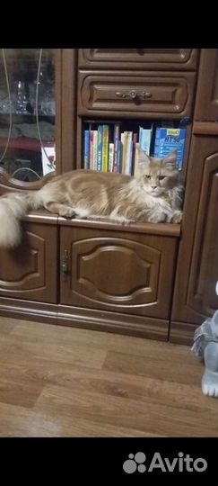 Кот мейн-кун вязка