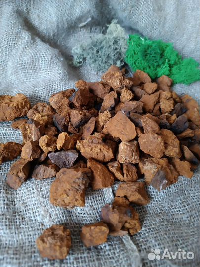 Чага березовая