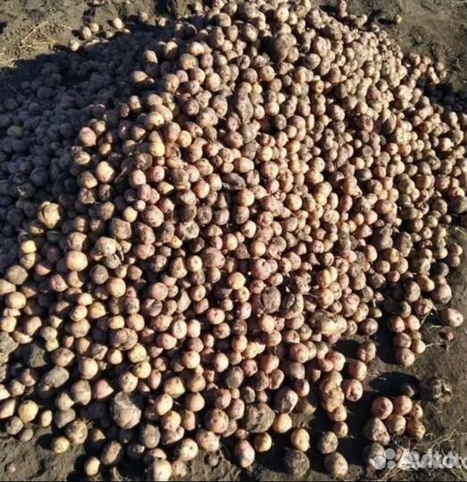 Картофель на корм скоту